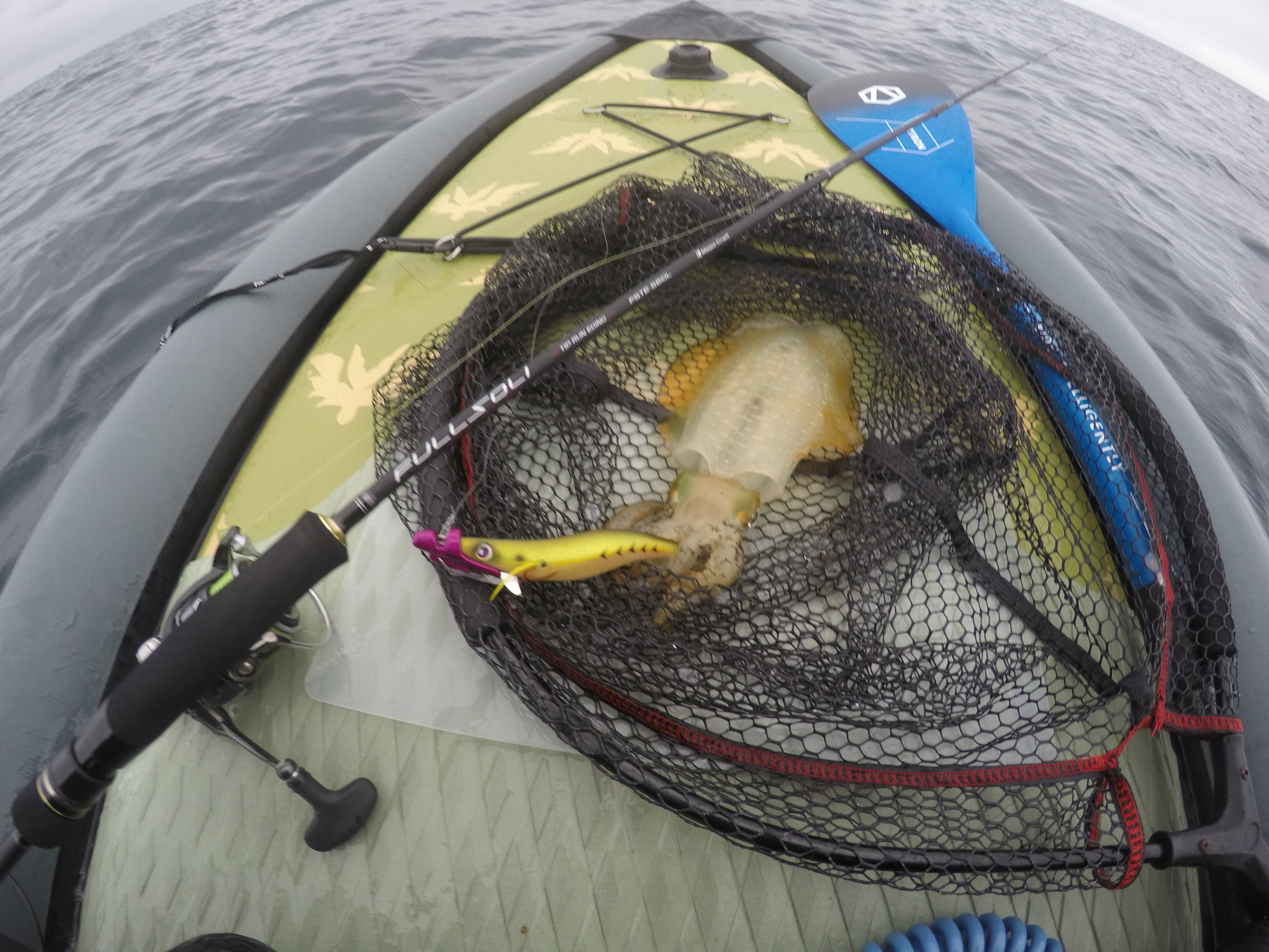 秋のアオリイカシーズン突入!